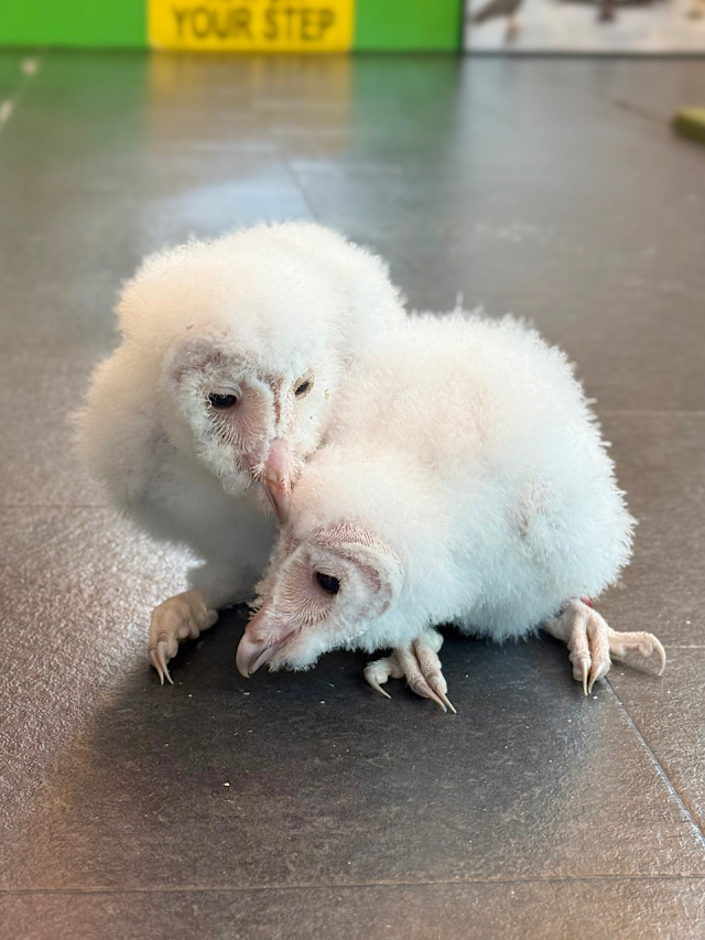 スーパーホワイト　メンフクロウ　雛　