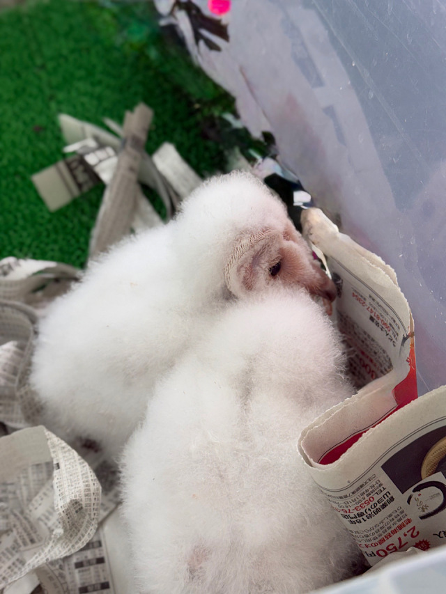 スーパーホワイト　メンフクロウ　雛　