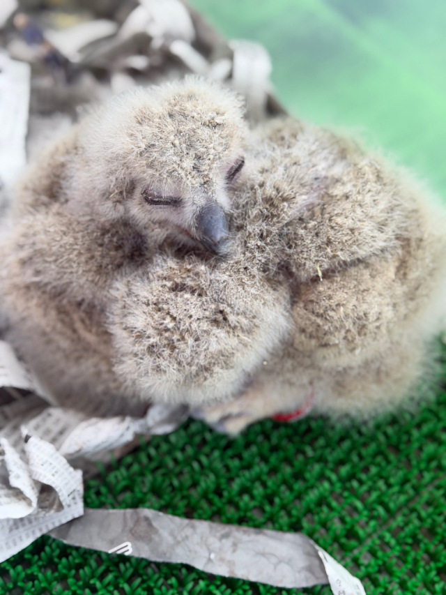 ユーラシアワシミミズク　雛