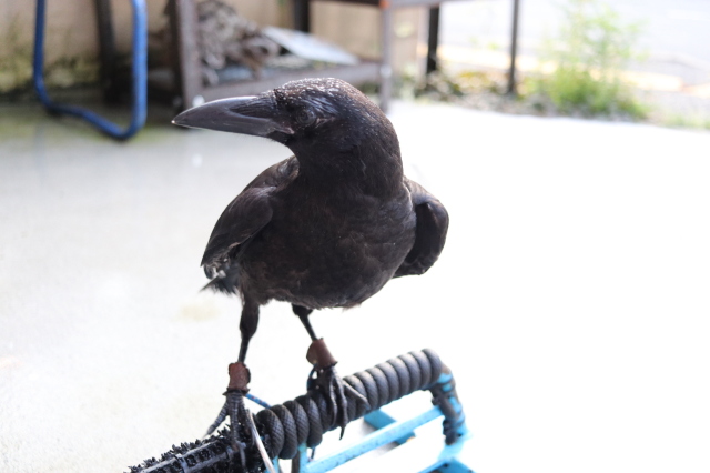 2024年4月頃産まれ ハシボソガラス/嘴細烏 B個体