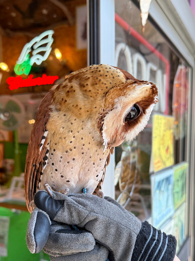 フクロウ 35f11ac06fb96e2ec4207f8e4563eb