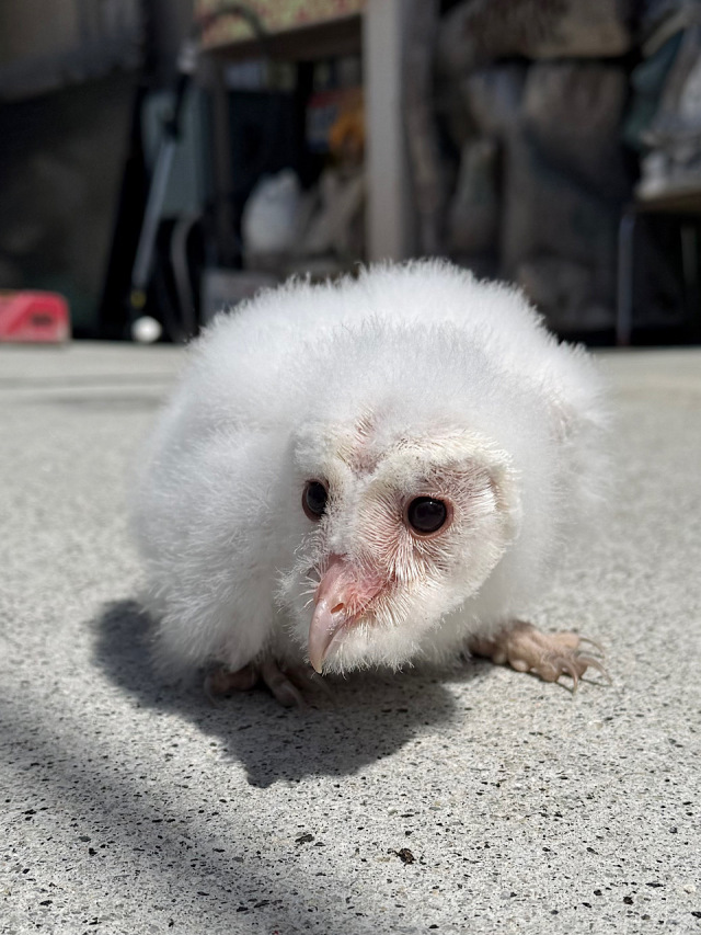 スーパーホワイト　メンフクロウ　雛　