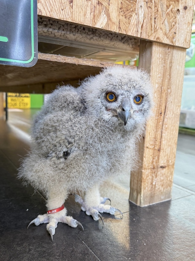 ユーラシアワシミミズク　雛　