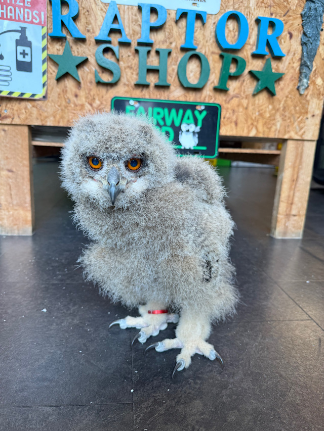 ユーラシアワシミミズク　雛　