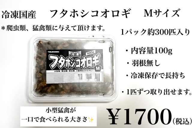 冷凍国産 フタホシコオロギMサイズ 羽無し 1パック約100g