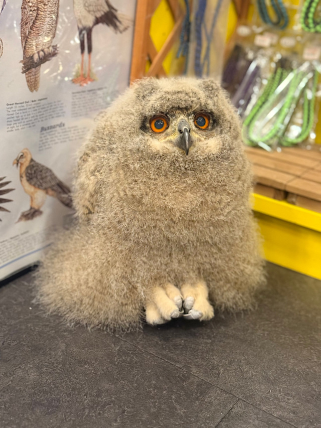 2026年3月18日生まれ　ユーラシアワシミミズク　雛　