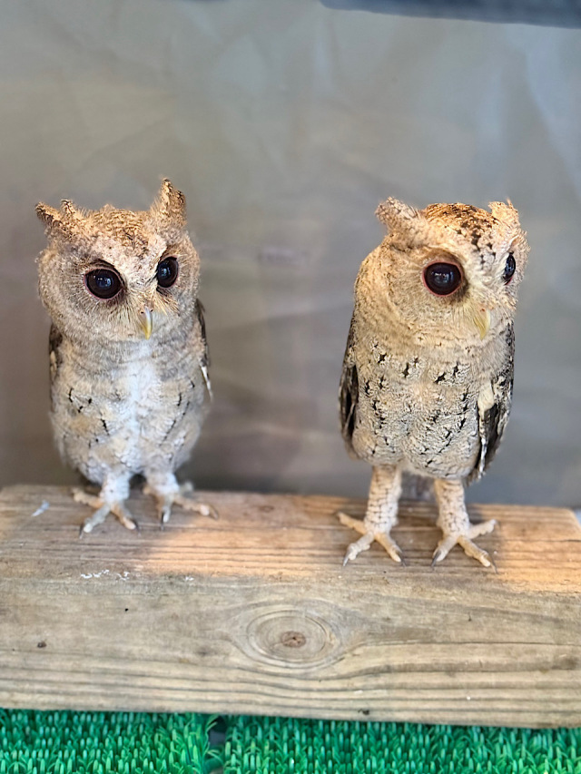フクロウと月　50号サイズ 楽天市場】開運 貯金箱 2024年 金運 貯蓄運 幸運 縁起 上昇 風水