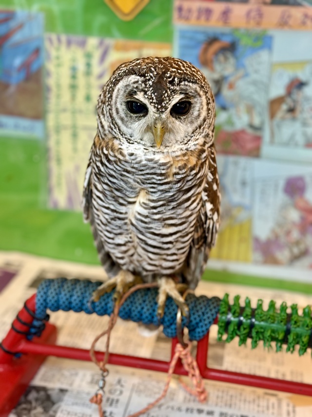 2024年4月6日産まれ　チャコモリフクロウ（アカアシモリフクロウ）