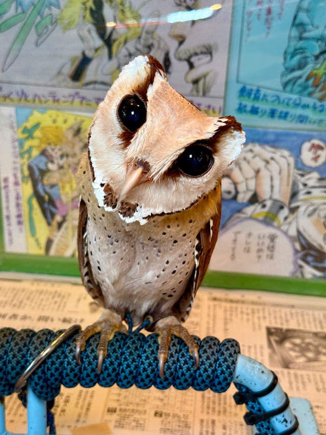 ＊恭ちゃんフクロウ君＊【メンフクロウ】＊レア IMG_E4815.jpg