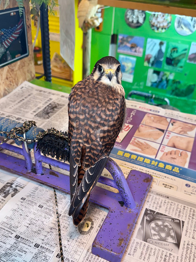 アメリカチョウゲンボウの剥製 アメリカチョウゲンボウの剥製