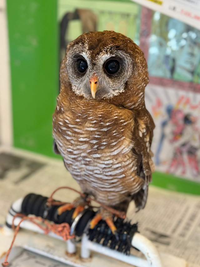 ボウパーチB type 約9〜10kg ふくろう　猛禽類 ボウパーチB type 約9〜10kg ふくろう猛禽類