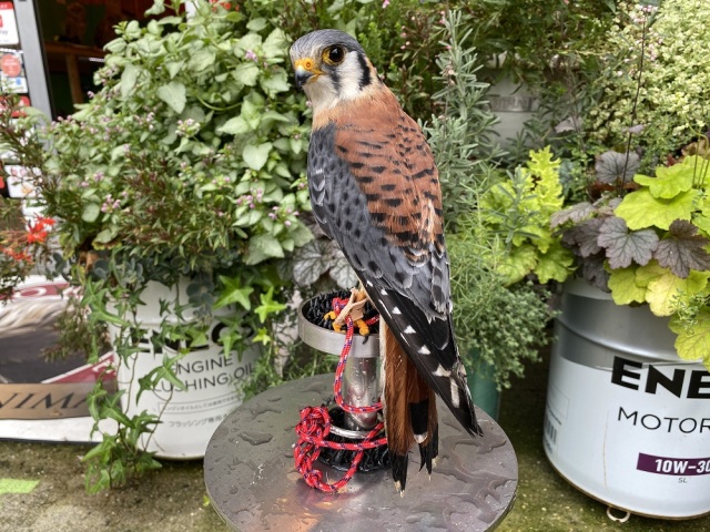 アメリカチョウゲンボウ