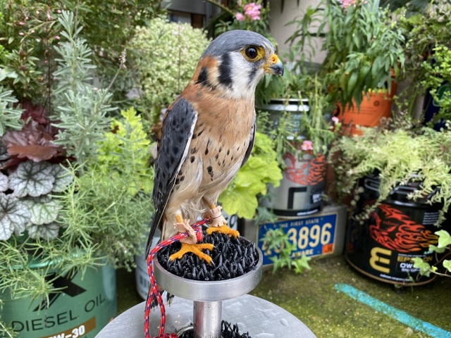 アメリカチョウゲンボウ