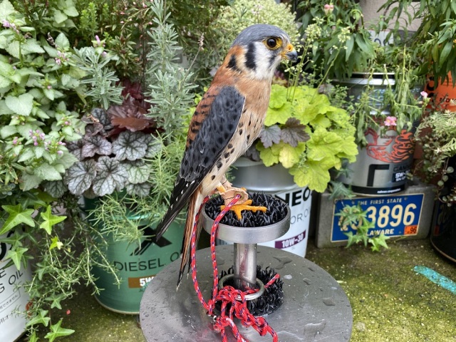 アメリカチョウゲンボウ