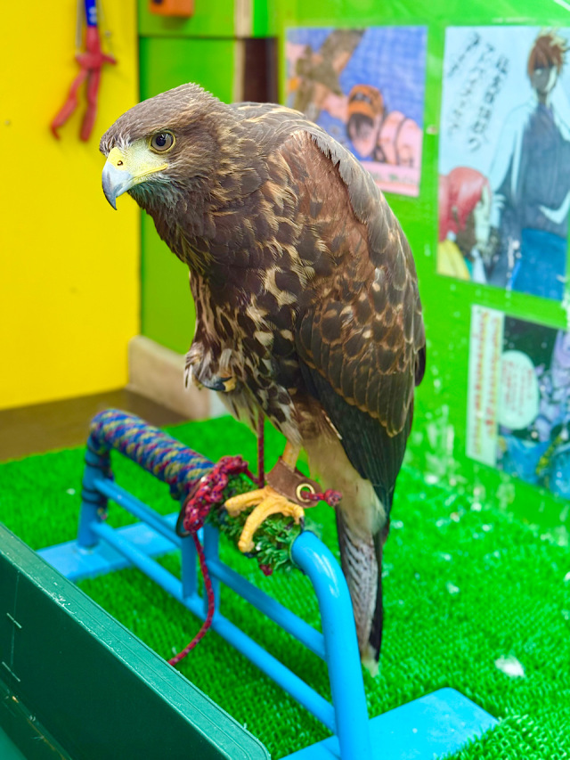 2025年5月産まれ　　ハリスホーク（モモアカノスリ）