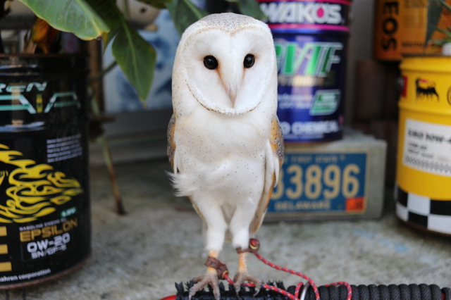 フクロウと月50号サイズ