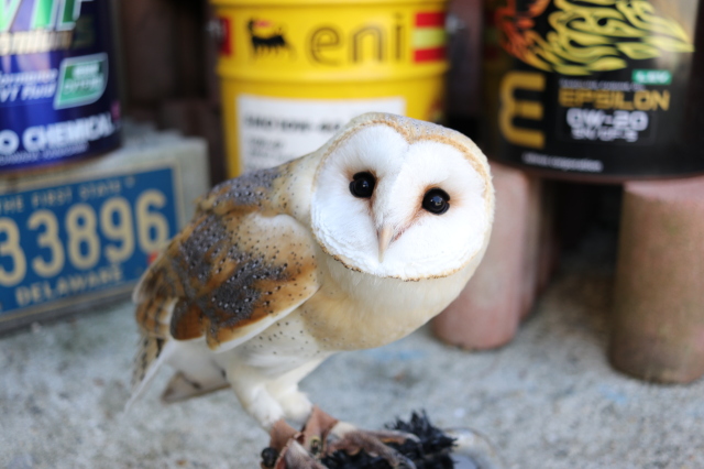 ＊恭ちゃんフクロウ君＊【メンフクロウ】＊レア たいしたことないかもしれないけど、赤ちゃんフクロウが走ってる