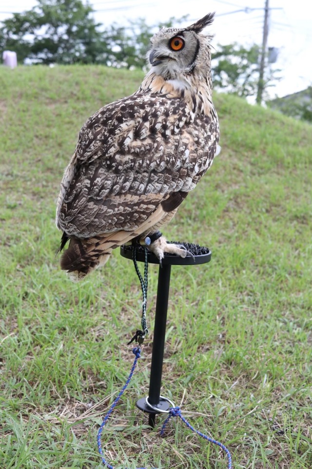 屋外用 スパイクファルコンブロック Mサイズ