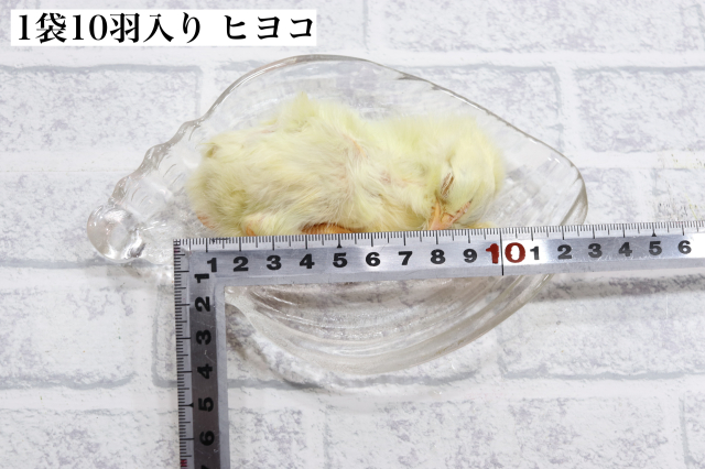 リピート購入、複数購入で＋10羽 送料無料 国産 新鮮安全 冷凍ひよこ 200羽 CCB20565-FD7D-49C7-BABA-