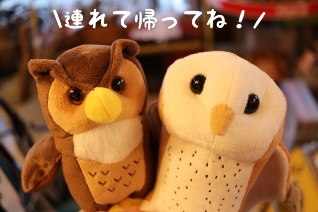 メンフクロウ・ミミズクのぬいぐるみ