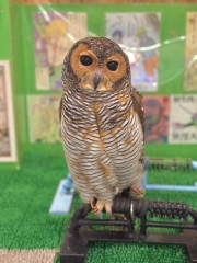 2025年3月上旬生まれ　マレーモリフクロウ　