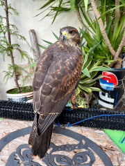 2025年8月産まれ　ハリスホーク（モモアカノスリ）