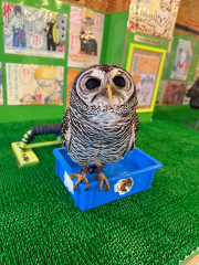 2025年4月上旬産まれ　チャコモリフクロウ（アカアシモリフクロウ）