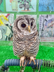2026年3月19日生まれ　チャコモリフクロウ