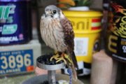 アメリカチョウゲンボウ　
