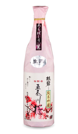 五条川桜1800