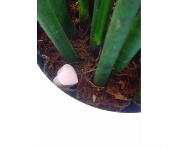 ガーデンエッセンス