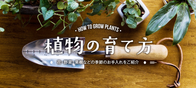 植物バナー