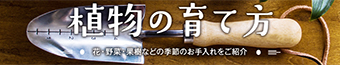 植物の育て方