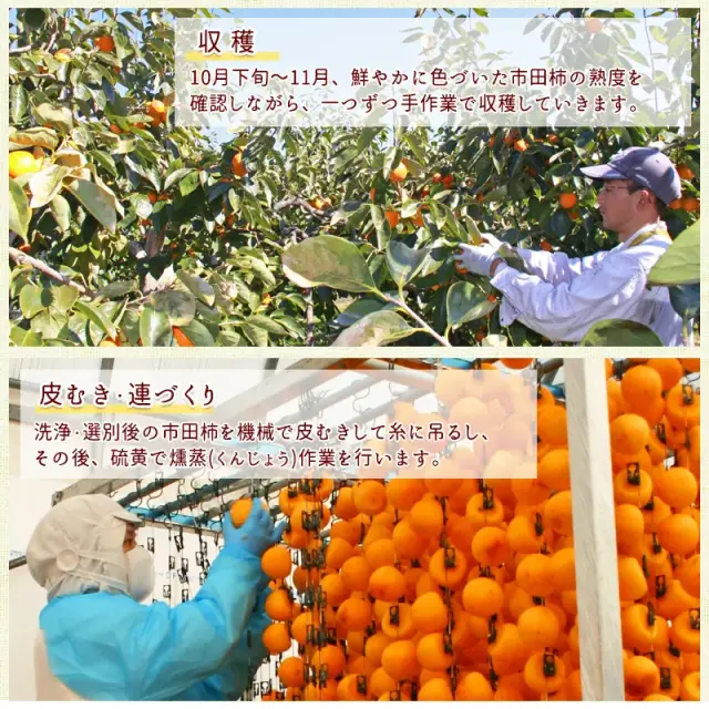 市田柿工程1