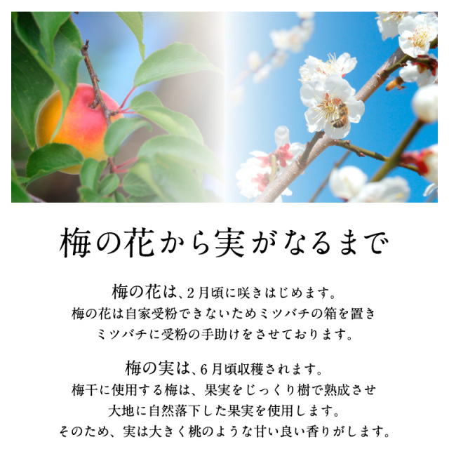 梅干しの一冨士】かつおだし梅 塩分8% 500g