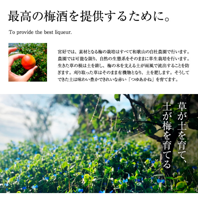 梅干しの一冨士】梅酒 MIYAYOSHI No.06 small bottle 205ml ブラック