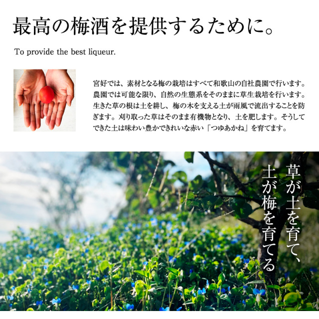 梅酒,MIYAYOSHI,お酒,うめしゅ,ウメシュ,露茜,宮好