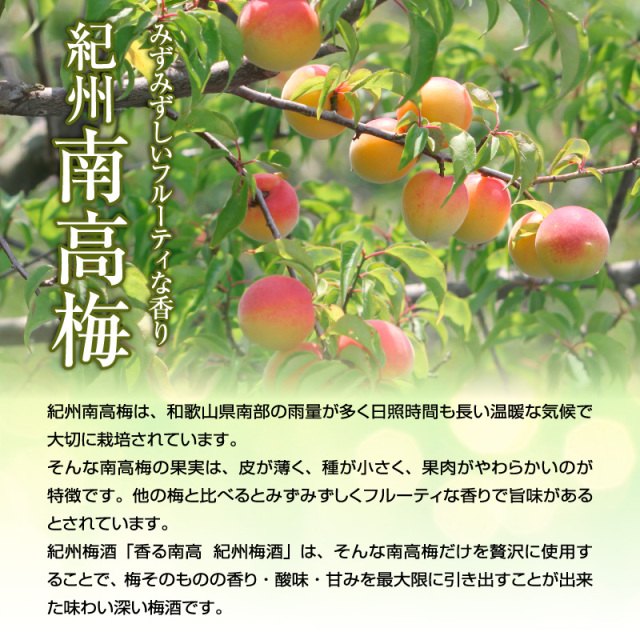 梅酒,お酒,うめしゅ,ウメシュ,紀州南高梅使用,紀州梅酒,中野BC