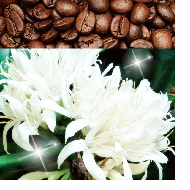 【朝市限定価格】エチオピアゲイシャ 200g