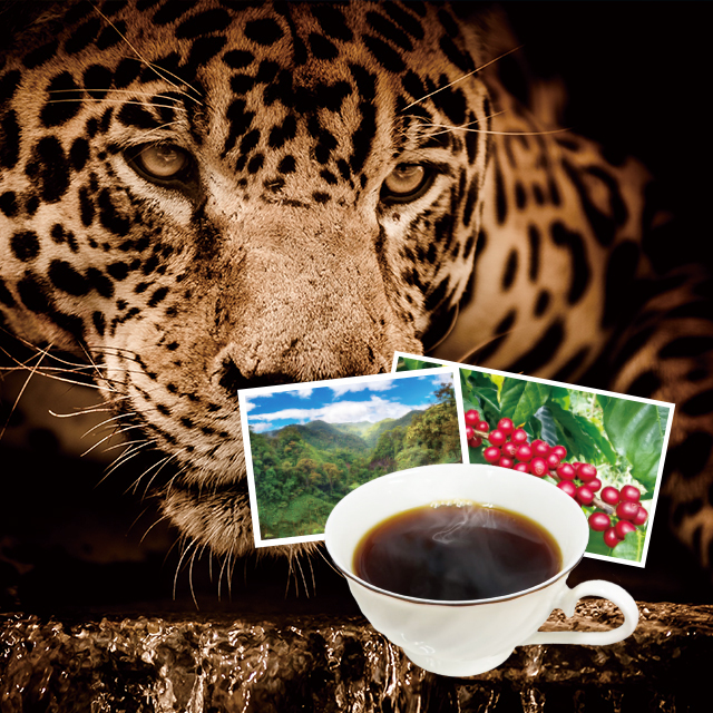 コスタリカ　ジャガーハニー