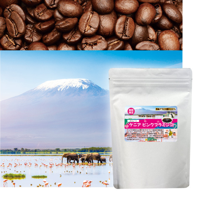 【朝市限定価格】ケニア　ピンクフラミンゴ　800g