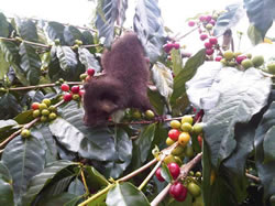 コピ・ルアック 《100g》