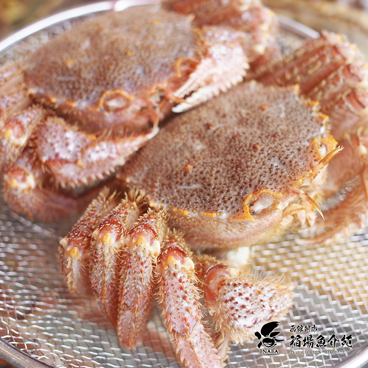 最高品質 北海道産 活毛がに 【カタログ品番122/124】