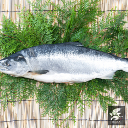送料無料　北洋産　天然紅鮭　切り身　一本分　2キロ前後 紅鮭 ギフト 1本 姿 切り身 2.2kg前後×1匹 甘塩 天然 北洋産