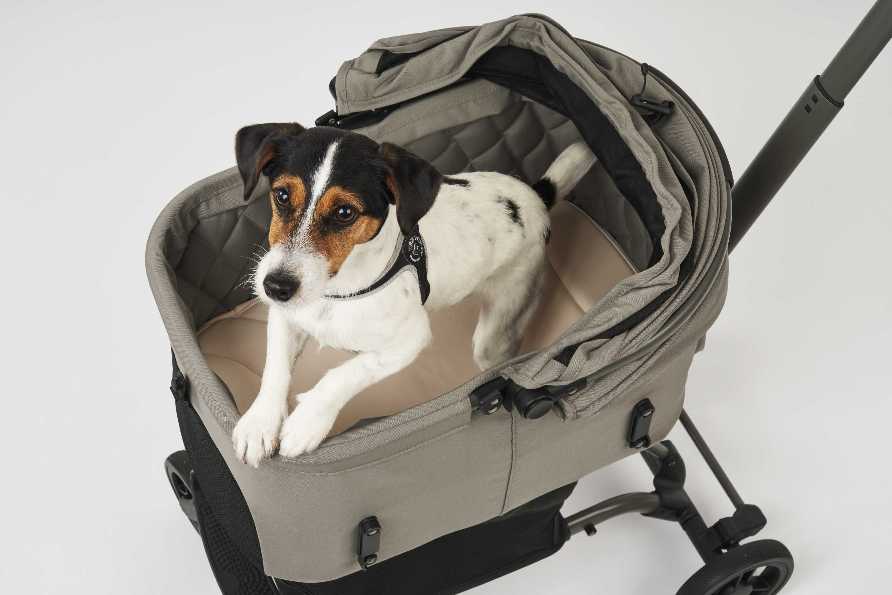 WIZX MAT mocha_立っている犬