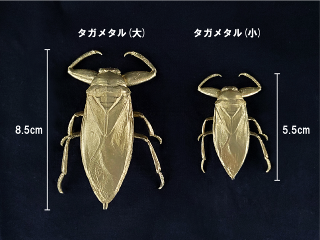 ナンベイオオタガメ 102mm(頭部〜羽先) 昆虫標本 タガメ 抜かす