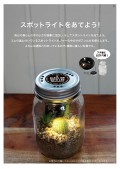 サボテン