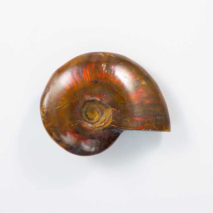 オパール化アンモナイト 化石 （マダガスカル産） No.45