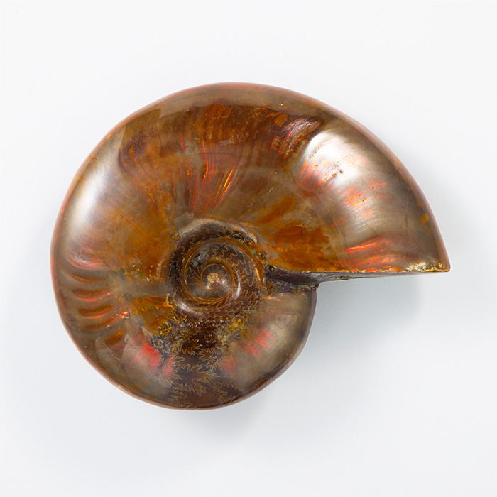 オパール化アンモナイト 化石 （マダガスカル産） No.46