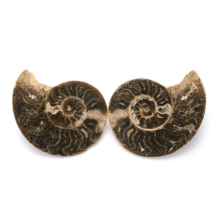 アンモナイト 化石 ペア （モロッコ産） No.37
